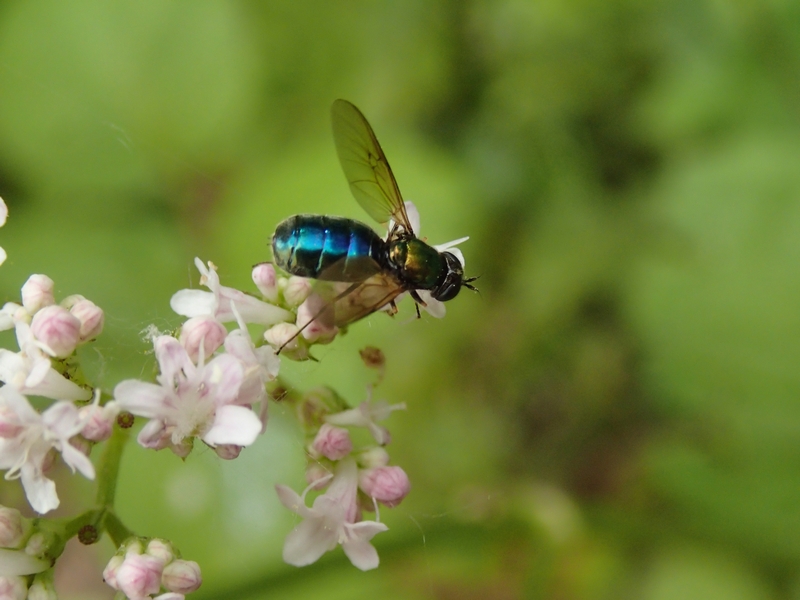 Chloromyia speciosa